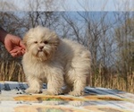 Small #15 ShihPoo