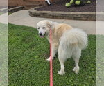 Small #2 Great Pyrenees Mix