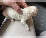 Small Photo #12 Poodle (Standard) Puppy For Sale in NEOLA, WV, USA