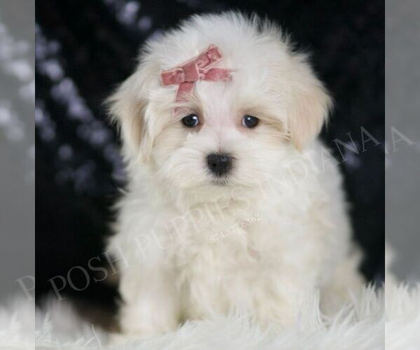 Medium Photo #6 Maltipoo Puppy For Sale in WARSAW, IN, USA