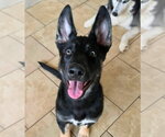 Small German Shepherd Dog