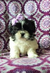 Shih Tzu Puppy for sale in LANCASTER, PA, USA