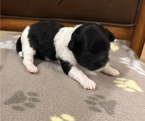 Medium Photo #2 Maltipoo (Toy) Puppy For Sale in CARLSBAD, CA, USA