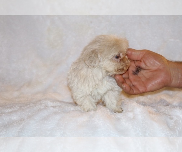 Medium Photo #13 ShihPoo Puppy For Sale in DYERSBURG, TN, USA