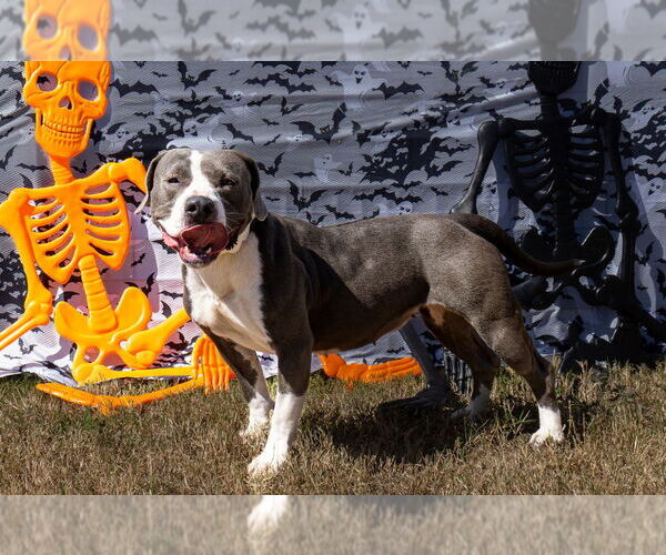 Medium Photo #2 Mutt Puppy For Sale in Abbeville, LA, USA