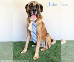 Small Bullmastiff Mix
