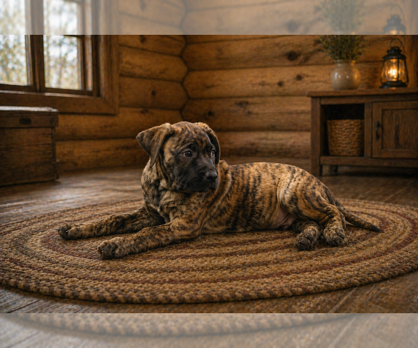 Medium Photo #1 Presa Canario Puppy For Sale in ANSON, ME, USA