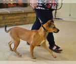 Small #5 Labrador Retriever Mix
