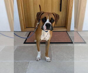 Boxer Dogs for adoption in San Diego, CA, USA