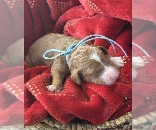 Medium Photo #14 Goldendoodle (Miniature) Puppy For Sale in SAINT MARYS, KS, USA