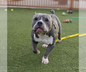 Mutt Dogs for adoption in Las Vegas, NV, USA