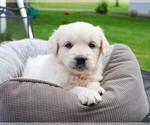 Small #2 Golden Retriever