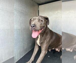 American Staffordshire Terrier Dogs for adoption in San Antonio, TX, USA