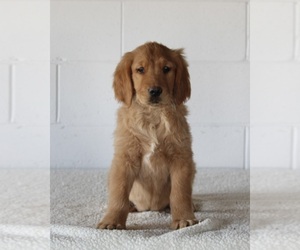 Golden Retriever Puppy for sale in FREDERICKSBURG, OH, USA