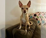 Small #4 Chihuahua