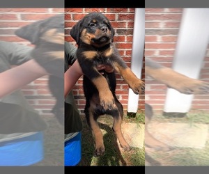 Rottweiler Puppy for sale in PINEHURST, NC, USA
