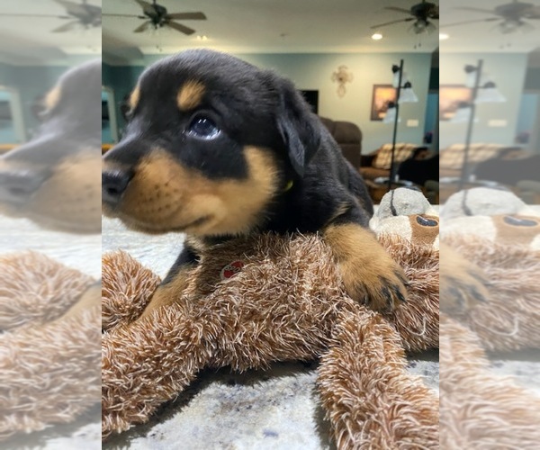 Medium Photo #4 Rottweiler Puppy For Sale in VIOLA, AR, USA