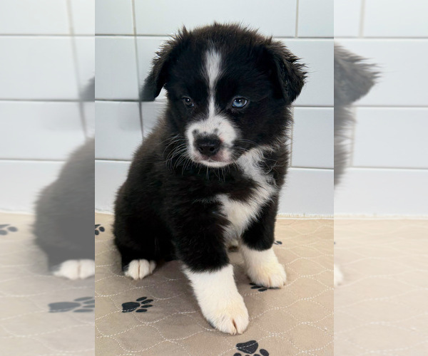 Medium Photo #6 Australian Shepherd Puppy For Sale in NEWBERRY, FL, USA