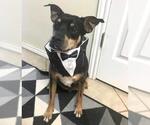 Small #5 Miniature Pinscher
