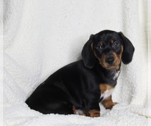 Dachshund Puppy for sale in FREDERICKSBURG, OH, USA