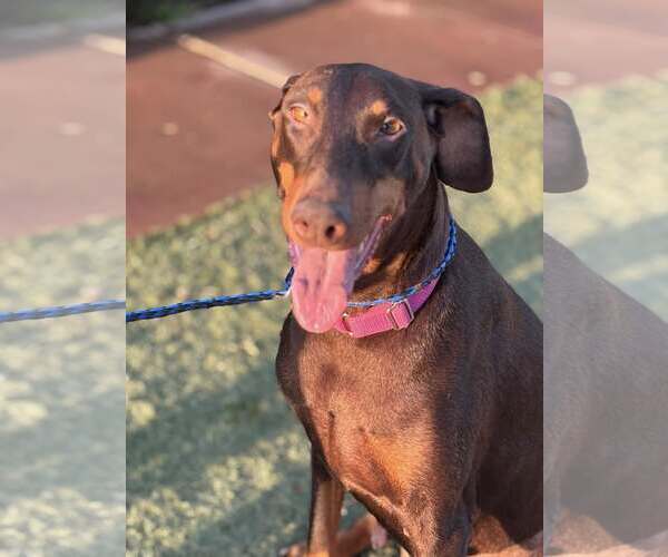 Medium Photo #1 Doberman Pinscher Puppy For Sale in Turlock, CA, USA