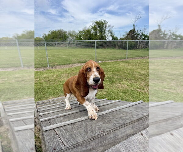 Medium Photo #3 Basset Hound Puppy For Sale in San Leon, TX, USA