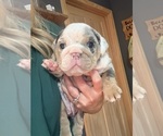 Image preview for Ad Listing. Nickname: Litter of 5