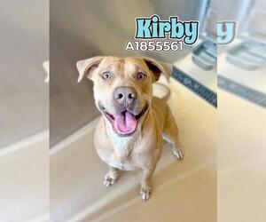 Medium American Pit Bull Terrier Mix