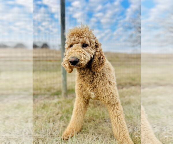 Medium Photo #1 Poodle (Standard) Puppy For Sale in Pacolet, SC, USA