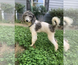 Poodle (Standard) Puppy for sale in LITHONIA, GA, USA