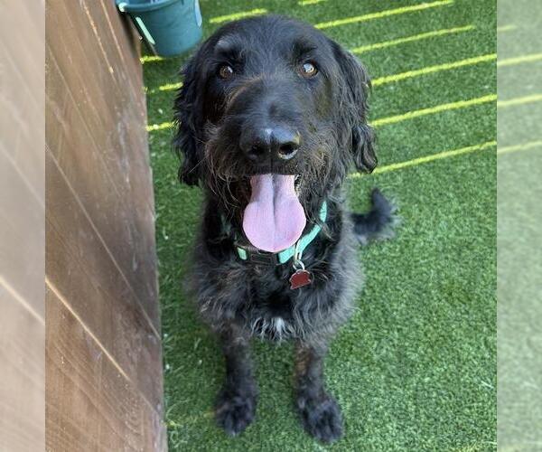 Medium Photo #1 Miniature Labradoodle Puppy For Sale in San Diego, CA, USA