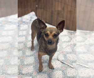 Chihuahua-Unknown Mix Dogs for adoption in Hilton Head, SC, USA