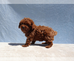 Small #5 Poodle (Toy)