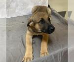 Small Mutt
