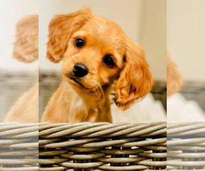 Cavapoo Puppy for Sale in SCIO, Oregon USA