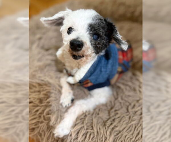 Medium Photo #3 Poodle (Toy)-Unknown Mix Puppy For Sale in Arlington, VA, USA