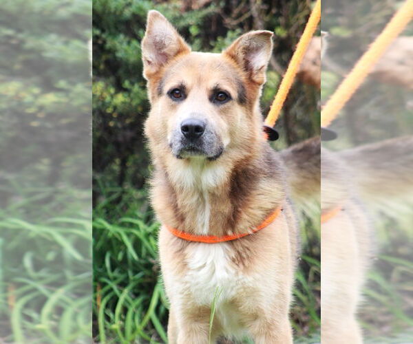 Medium Photo #7 Mutt Puppy For Sale in Canton, CT, USA