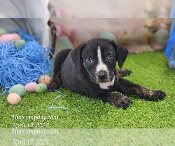Medium Photo #1 Catahoula Leopard Dog Puppy For Sale in CUMBY, TX, USA