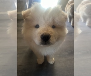 Chow Chow Puppy for Sale in FONTANA, California USA