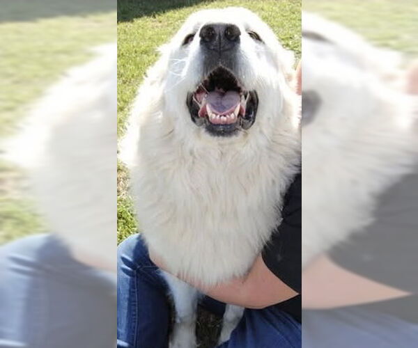 Medium Photo #3 Great Pyrenees Puppy For Sale in Spring, TX, USA
