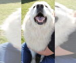 Small #2 Great Pyrenees