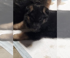 German Shepherd Dog Puppy for sale in FRANKLIN, KY, USA