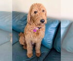 Small #2 Labradoodle