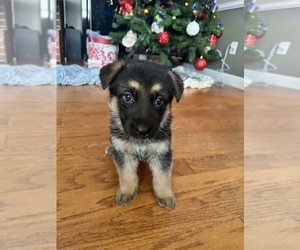 German Shepherd Dog Puppy for sale in STATESVILLE, NC, USA