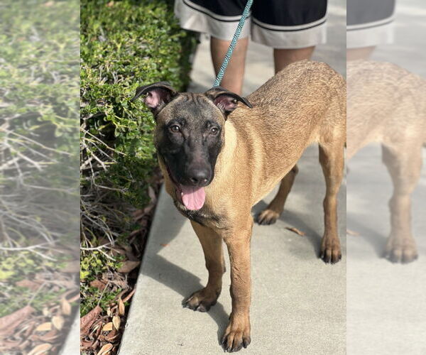 Medium Photo #5 Mutt Puppy For Sale in Dana Point, CA, USA