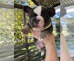 Small Photo #1 French Bulldog Puppy For Sale in PENNGROVE, CA, USA