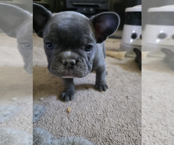 Medium Photo #33 French Bulldog Puppy For Sale in BLANCA, CO, USA