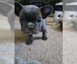 Small #32 French Bulldog