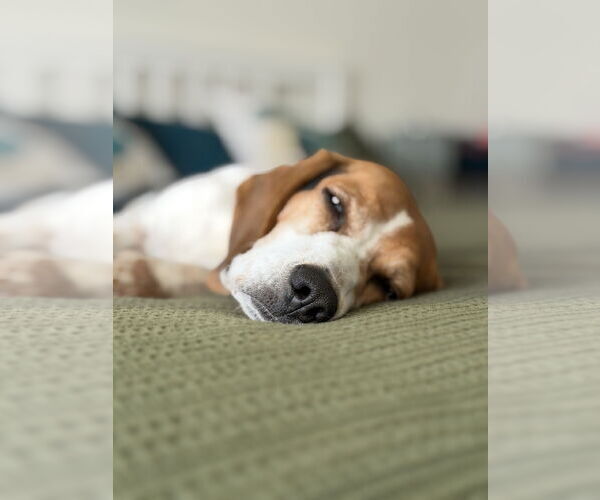 Medium Photo #5 Beagle Puppy For Sale in Tampa, FL, USA