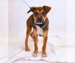 Small #7 American Staffordshire Terrier Mix